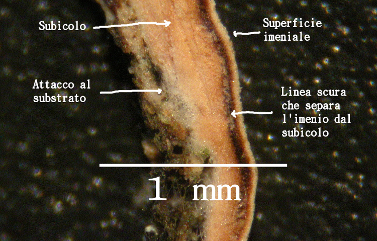 Credo Laeticort. roseum - foto4380 (Corticium meridioroseum)